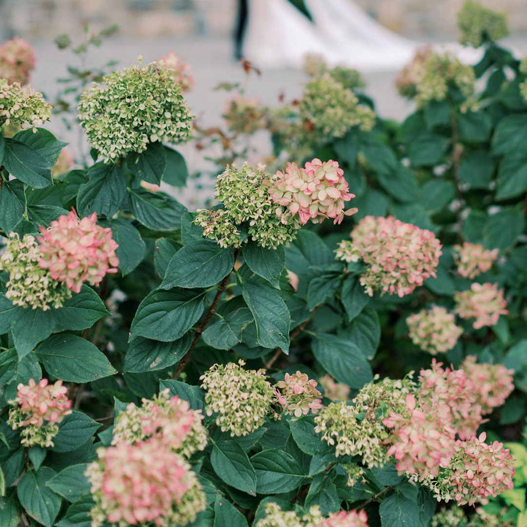 A closeup of hydrangeas located at a garden wedding venue in Loudoun County, VA.