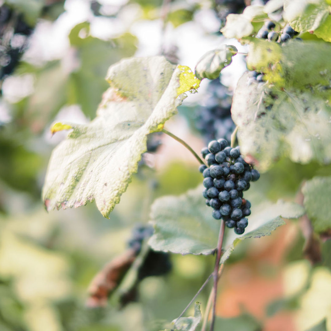 A closeup of grapes on a vine in the vineyards of a winery near me with food in Leesburg, Virginia.