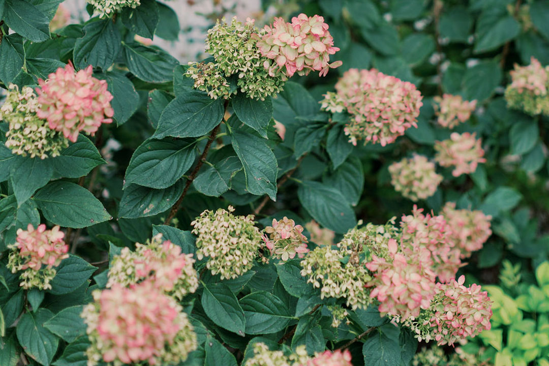 Pink hydrangeas blooming at a garden winery & outdoor event venue in Loudoun County, Virginia.